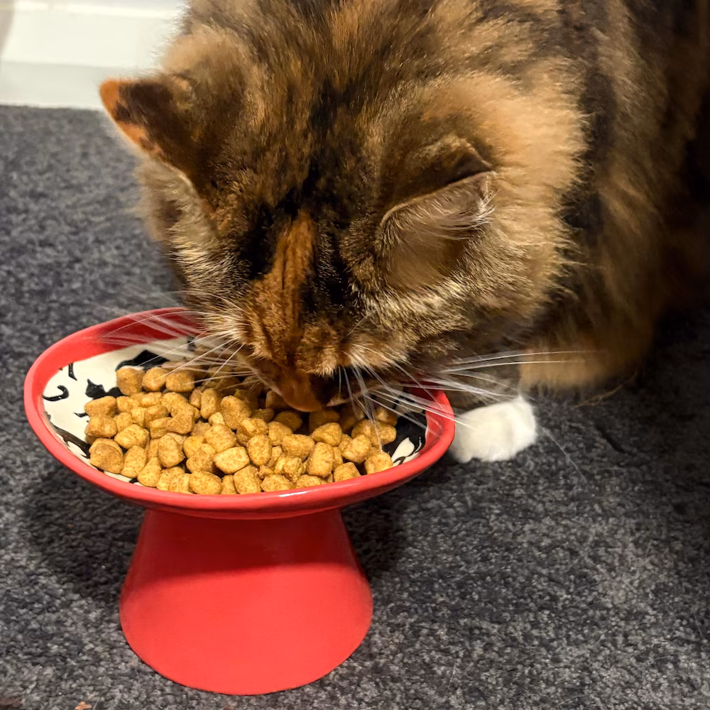 Photo from Dirkie's review